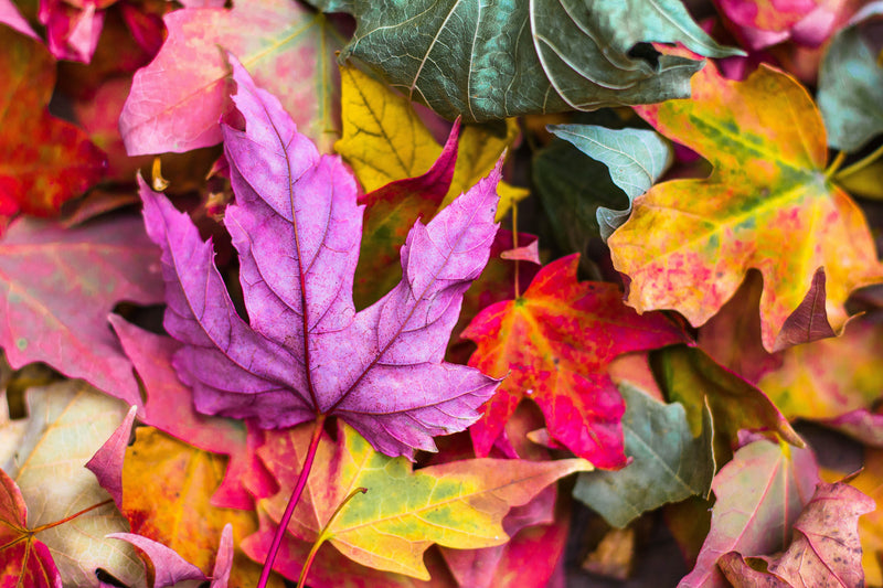 Our Favorite Autumn Recipes